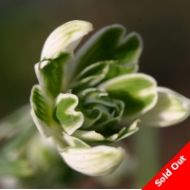 Galanthus - Blewbury Tart
